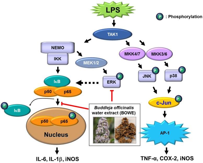 https://cdn.ncbi.nlm.nih.gov/pmc/blobs/4395/6270610/5337977bb637/molecules-18-09195-g007.jpg