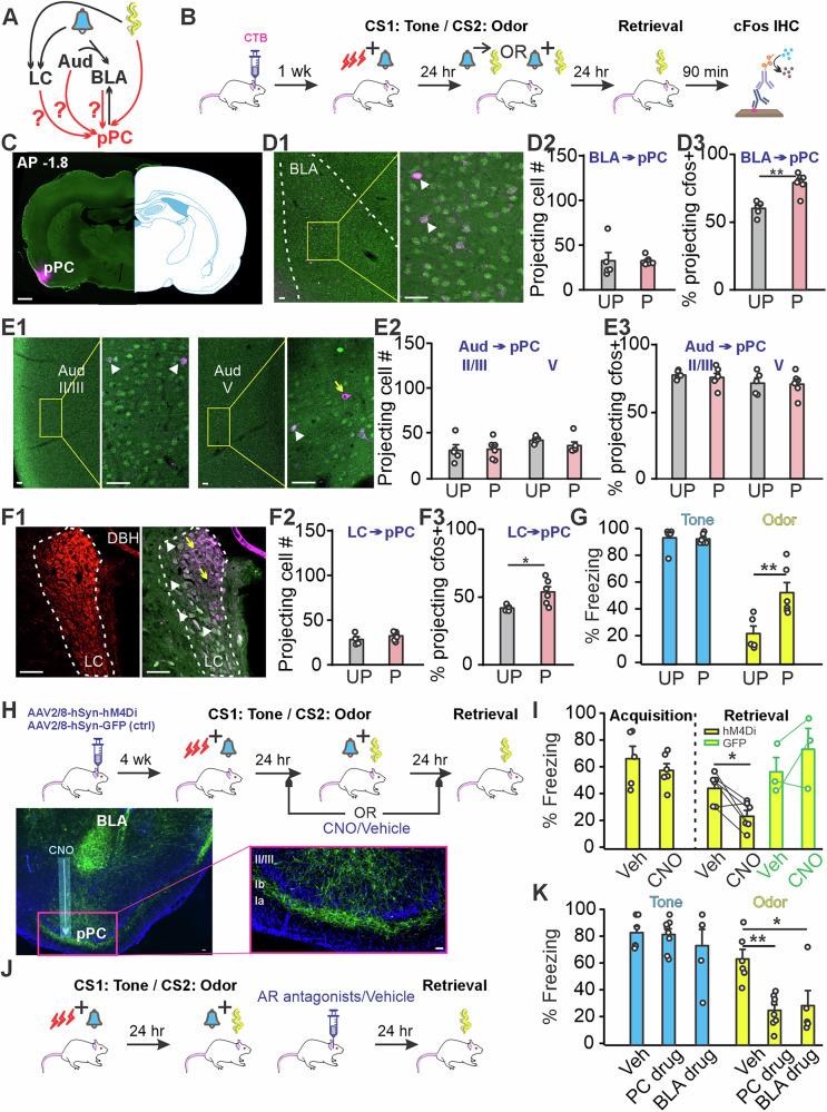 https://cdn.ncbi.nlm.nih.gov/pmc/blobs/4397/12130327/3ebdd4077b4e/42003_2025_8287_Fig3_HTML.jpg