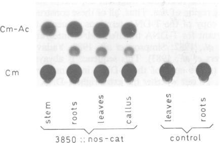 https://cdn.ncbi.nlm.nih.gov/pmc/blobs/4397/557582/8994e7885301/emboj00312-0025-b.jpg