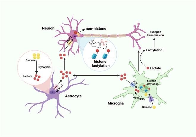 https://cdn.ncbi.nlm.nih.gov/pmc/blobs/4398/11985781/5dd12f439260/fcell-13-1566921-g002.jpg