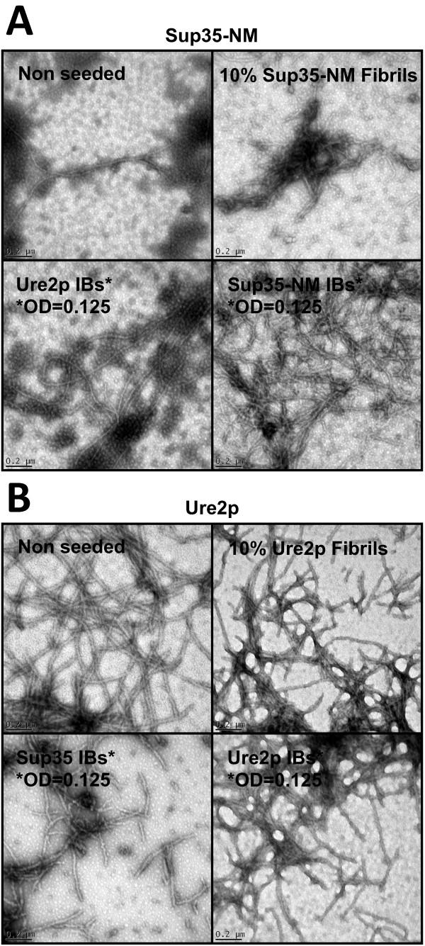 https://cdn.ncbi.nlm.nih.gov/pmc/blobs/4398/3520751/eab9ef789aeb/1475-2859-11-89-5.jpg