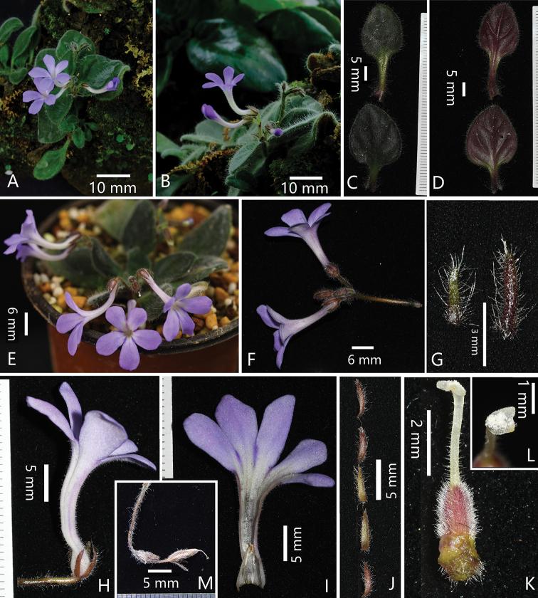 https://cdn.ncbi.nlm.nih.gov/pmc/blobs/4399/7486309/547cf4279fbc/phytokeys-159-061-g002.jpg