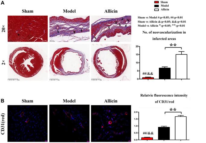 https://cdn.ncbi.nlm.nih.gov/pmc/blobs/4399/8544308/02a68eb86456/aging-13-203578-g002.jpg