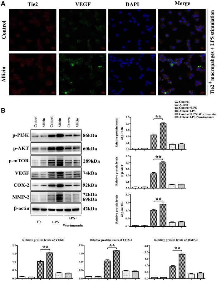 https://cdn.ncbi.nlm.nih.gov/pmc/blobs/4399/8544308/5073a57aa421/aging-13-203578-g005.jpg