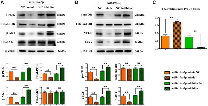 https://cdn.ncbi.nlm.nih.gov/pmc/blobs/4399/8544308/a8471d1bced8/aging-13-203578-g006.jpg