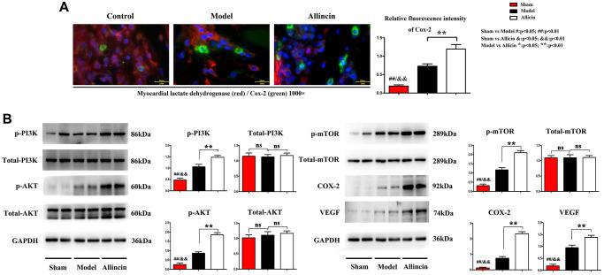 https://cdn.ncbi.nlm.nih.gov/pmc/blobs/4399/8544308/bb81ac96fb16/aging-13-203578-g003.jpg