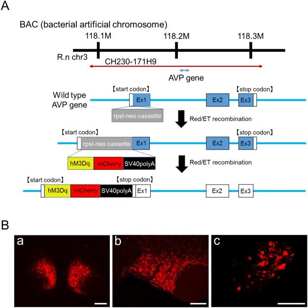https://cdn.ncbi.nlm.nih.gov/pmc/blobs/439c/5691068/c76e22baae37/41598_2017_16049_Fig1_HTML.jpg