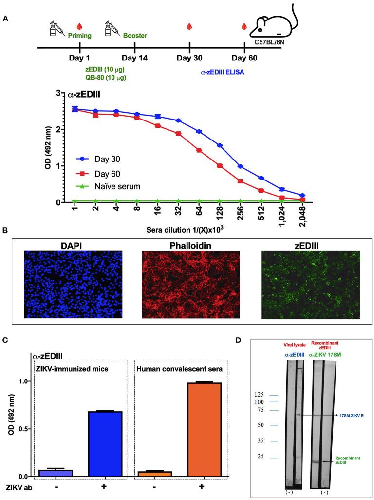 https://cdn.ncbi.nlm.nih.gov/pmc/blobs/439d/7969523/0886073ade6e/fimmu-12-632714-g0002.jpg
