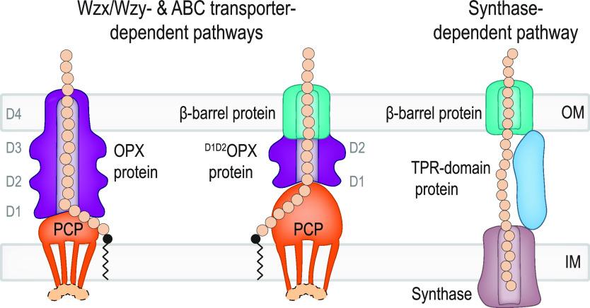 https://cdn.ncbi.nlm.nih.gov/pmc/blobs/439f/9601211/9db4606ff599/mbio.02032-22-f005.jpg