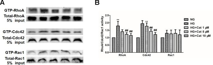 https://cdn.ncbi.nlm.nih.gov/pmc/blobs/43a1/6914850/349d6c131cc5/fphar-10-01477-g005.jpg
