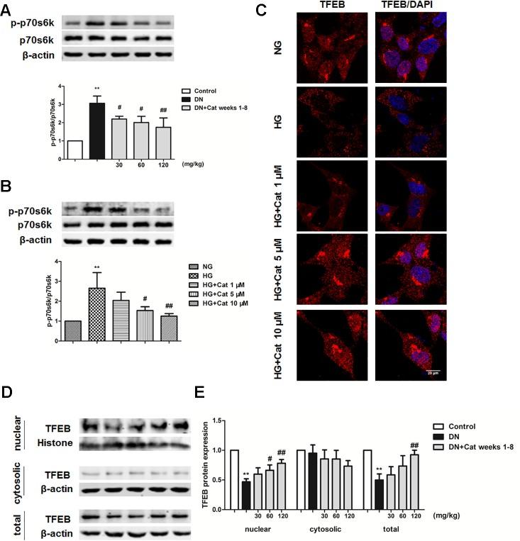 https://cdn.ncbi.nlm.nih.gov/pmc/blobs/43a1/6914850/74287a2ab86e/fphar-10-01477-g008.jpg