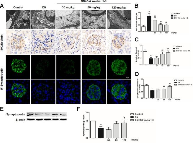https://cdn.ncbi.nlm.nih.gov/pmc/blobs/43a1/6914850/b50d9b619137/fphar-10-01477-g003.jpg
