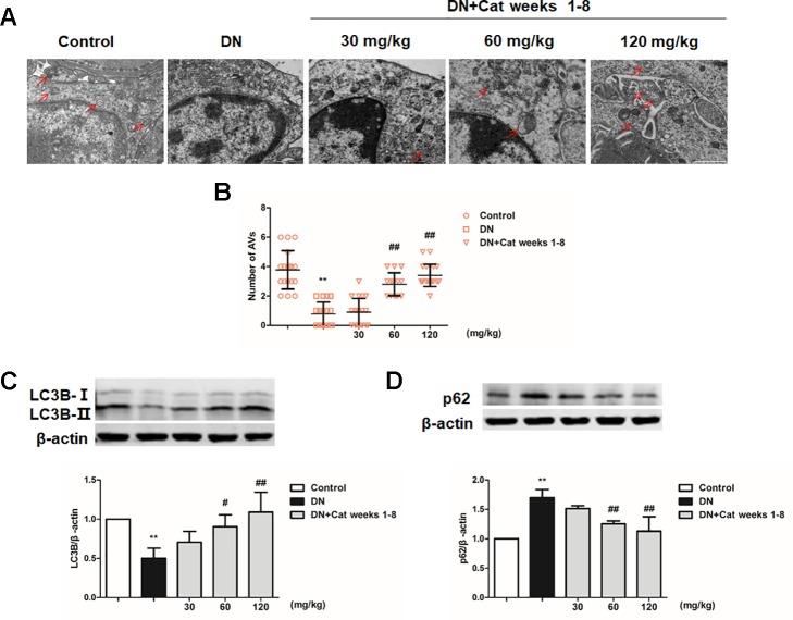 https://cdn.ncbi.nlm.nih.gov/pmc/blobs/43a1/6914850/bea0403cc98c/fphar-10-01477-g006.jpg
