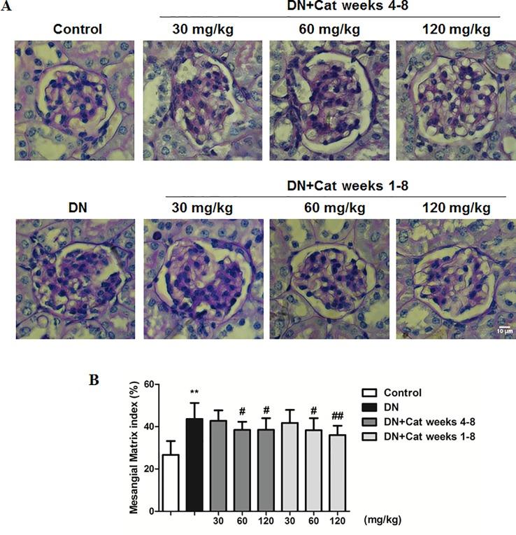 https://cdn.ncbi.nlm.nih.gov/pmc/blobs/43a1/6914850/e1d1e402bd89/fphar-10-01477-g002.jpg