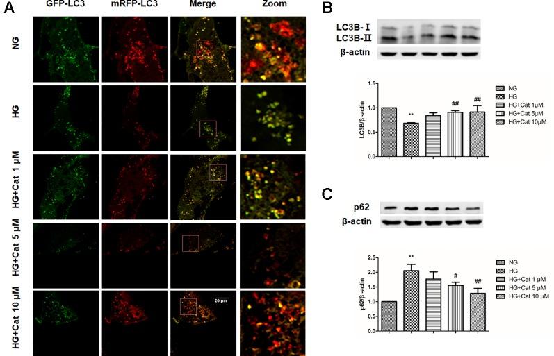 https://cdn.ncbi.nlm.nih.gov/pmc/blobs/43a1/6914850/efc6c463bf80/fphar-10-01477-g007.jpg