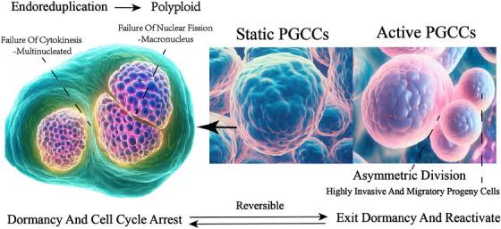 https://cdn.ncbi.nlm.nih.gov/pmc/blobs/43a2/10870057/54391f7a257d/CTM2-14-e1567-g003.jpg