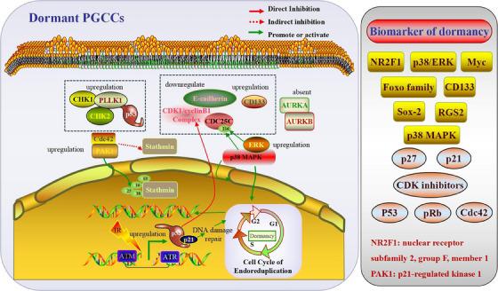 https://cdn.ncbi.nlm.nih.gov/pmc/blobs/43a2/10870057/db9640967d38/CTM2-14-e1567-g001.jpg