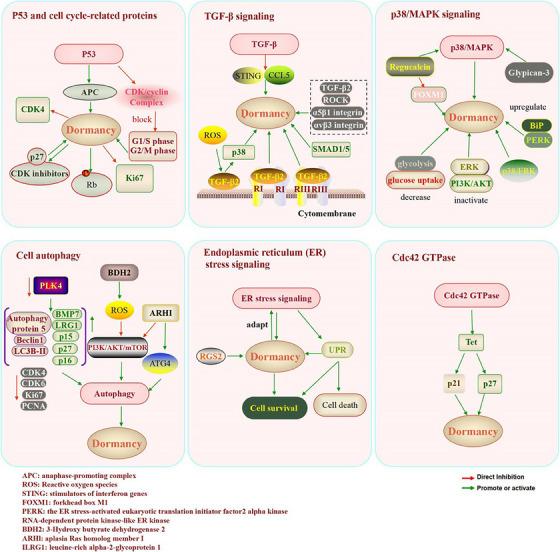 https://cdn.ncbi.nlm.nih.gov/pmc/blobs/43a2/10870057/f2a8ce1cf335/CTM2-14-e1567-g004.jpg