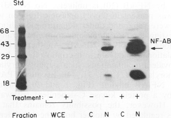 https://cdn.ncbi.nlm.nih.gov/pmc/blobs/43a2/360132/7fdd39826f83/molcellb00140-0097-a.jpg