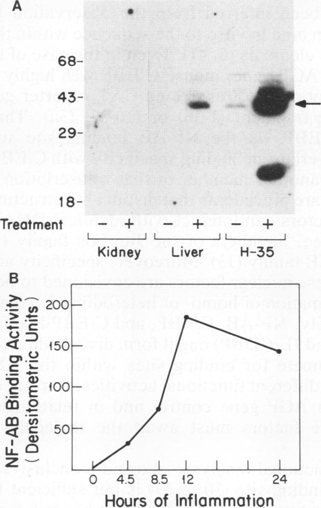 https://cdn.ncbi.nlm.nih.gov/pmc/blobs/43a2/360132/d8a16dbd2dce/molcellb00140-0097-c.jpg