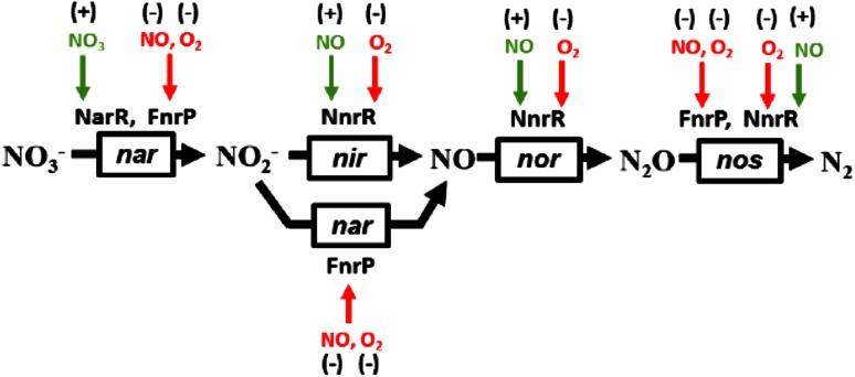https://cdn.ncbi.nlm.nih.gov/pmc/blobs/43a2/4771820/1c5a062a1119/775_2015_1326_Fig1_HTML.jpg