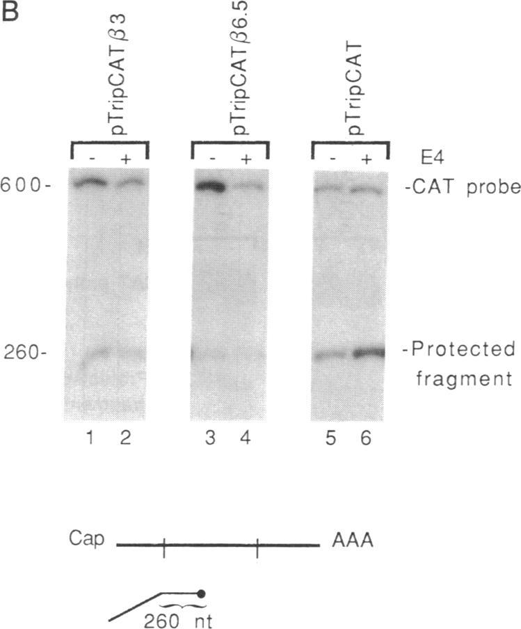 https://cdn.ncbi.nlm.nih.gov/pmc/blobs/43a6/55208/40f0088997bb/pnas01049-0047-c.jpg