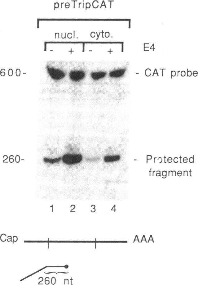 https://cdn.ncbi.nlm.nih.gov/pmc/blobs/43a6/55208/8e634d3e3be0/pnas01049-0047-b.jpg