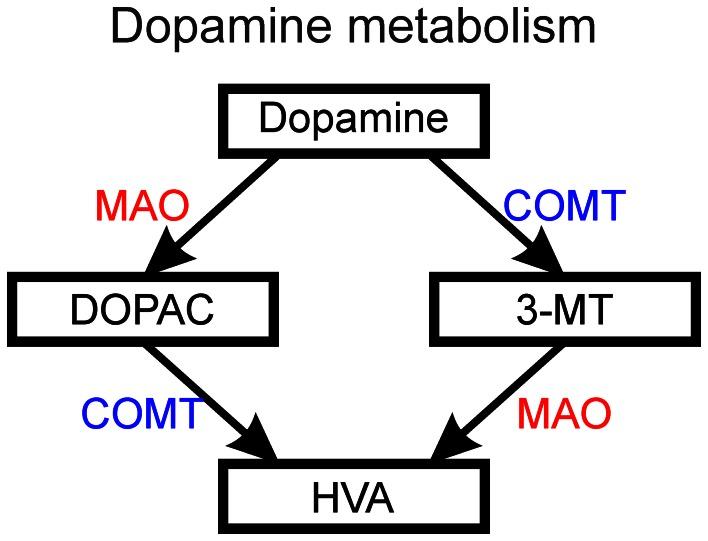 https://cdn.ncbi.nlm.nih.gov/pmc/blobs/43a7/3668275/4bdc36267f42/fncir-07-00102-g0008.jpg