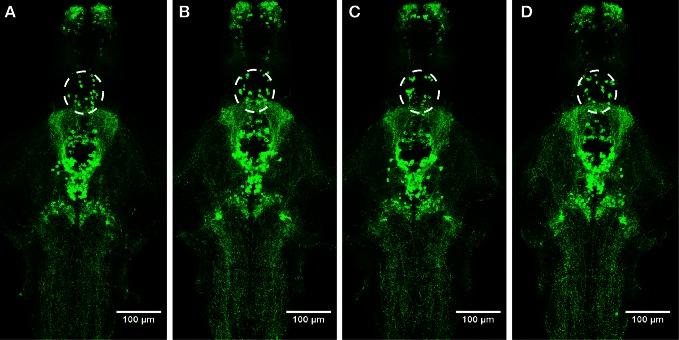 https://cdn.ncbi.nlm.nih.gov/pmc/blobs/43a7/3668275/76a2f6301955/fncir-07-00102-g0006.jpg