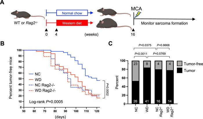 https://cdn.ncbi.nlm.nih.gov/pmc/blobs/43a8/10987624/2975ef0f51c9/41467_2024_47359_Fig5_HTML.jpg