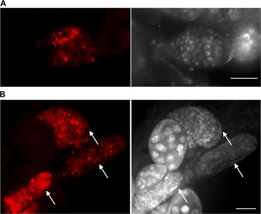 https://cdn.ncbi.nlm.nih.gov/pmc/blobs/43a9/2542474/a878f0ba0cec/jcb1821127f05.jpg