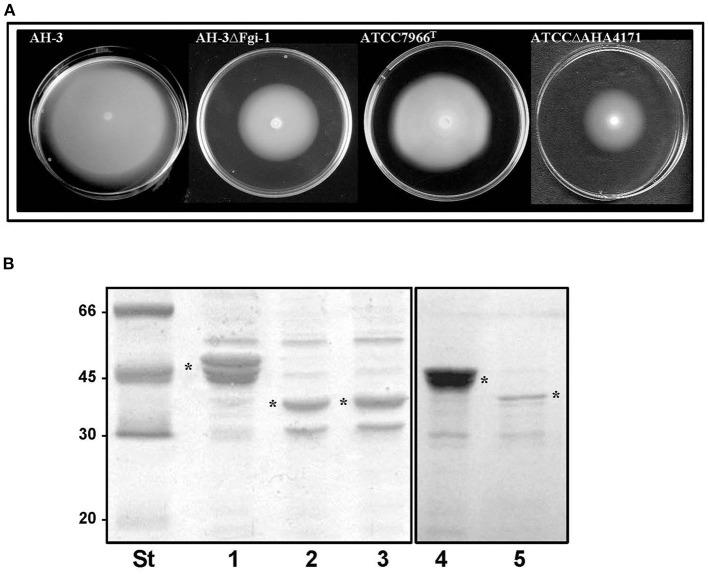 https://cdn.ncbi.nlm.nih.gov/pmc/blobs/43af/7874193/2179184d73d5/fmicb-11-595697-g0008.jpg