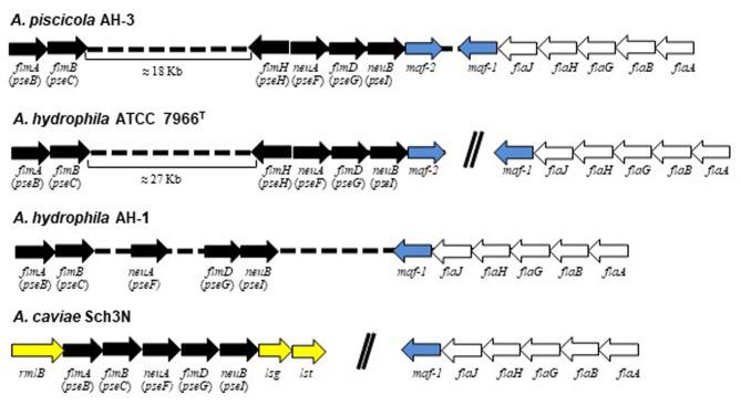 https://cdn.ncbi.nlm.nih.gov/pmc/blobs/43af/7874193/28eb6c4ebc37/fmicb-11-595697-g0001.jpg