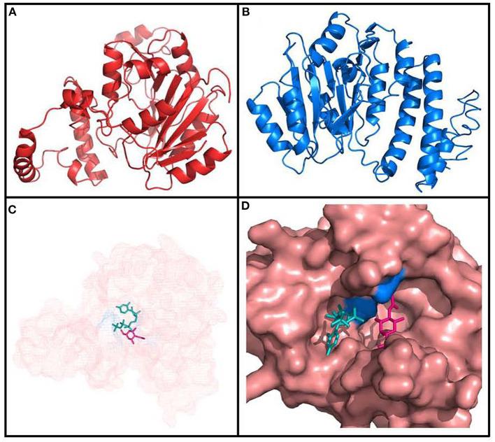 https://cdn.ncbi.nlm.nih.gov/pmc/blobs/43af/7874193/9a0177685da5/fmicb-11-595697-g0007.jpg