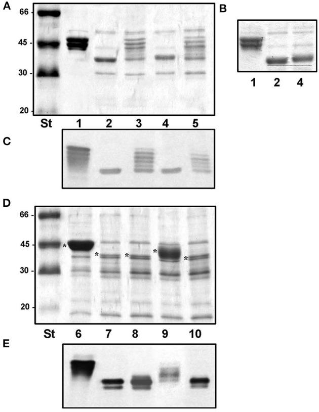 https://cdn.ncbi.nlm.nih.gov/pmc/blobs/43af/7874193/f0543a36dccc/fmicb-11-595697-g0010.jpg