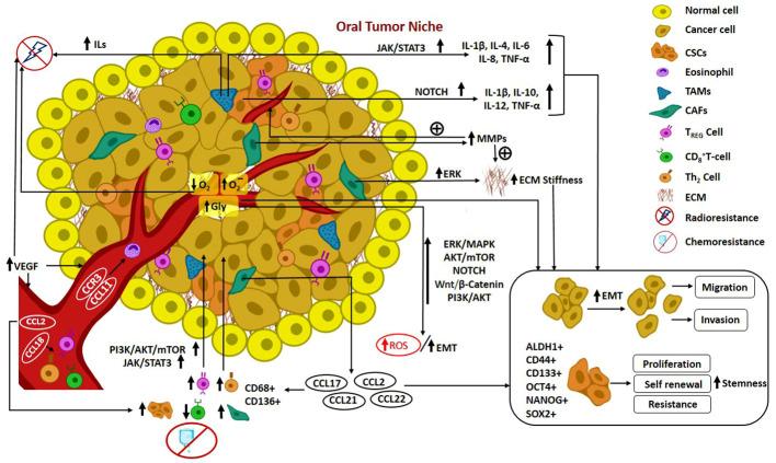https://cdn.ncbi.nlm.nih.gov/pmc/blobs/43b0/10759990/3c85f8446727/fonc-13-1247399-g002.jpg