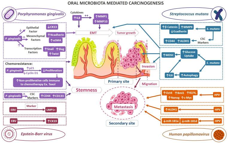https://cdn.ncbi.nlm.nih.gov/pmc/blobs/43b0/10759990/a0169f297fbe/fonc-13-1247399-g003.jpg