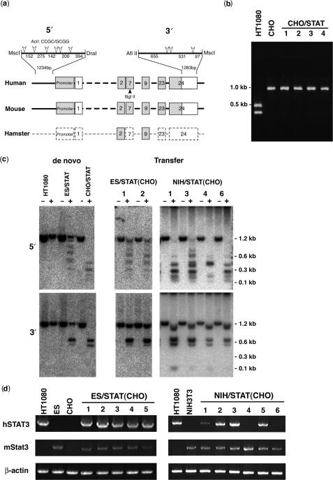 https://cdn.ncbi.nlm.nih.gov/pmc/blobs/43b0/2665236/cb0c759821bf/gkp058f5.jpg