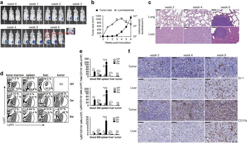 https://cdn.ncbi.nlm.nih.gov/pmc/blobs/43b3/5520713/ba37007c6917/cddis2017192f1.jpg
