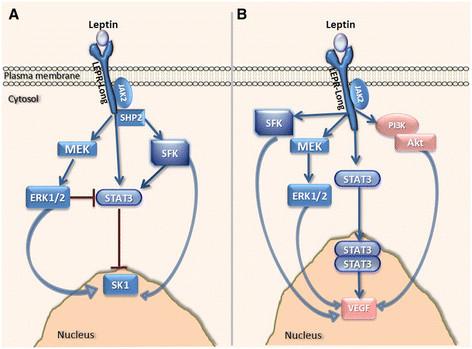 https://cdn.ncbi.nlm.nih.gov/pmc/blobs/43b8/4303110/f3a89eacbc34/13058_2014_426_Fig7_HTML.jpg