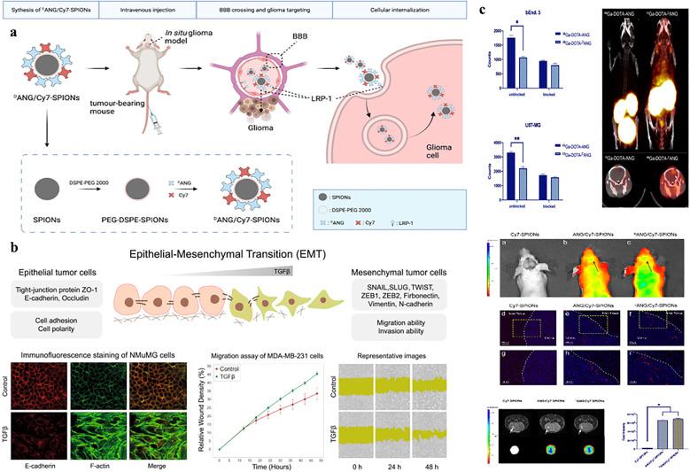 https://cdn.ncbi.nlm.nih.gov/pmc/blobs/43bb/12327873/725d4a8d1955/gr4.jpg