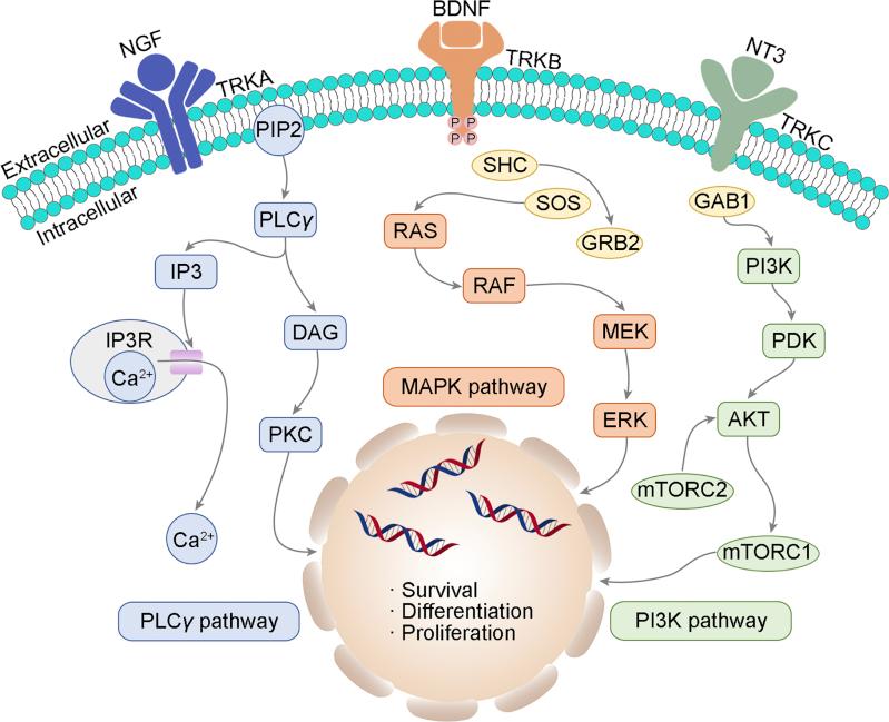 https://cdn.ncbi.nlm.nih.gov/pmc/blobs/43bf/7893124/e634e7b8a087/gr3.jpg