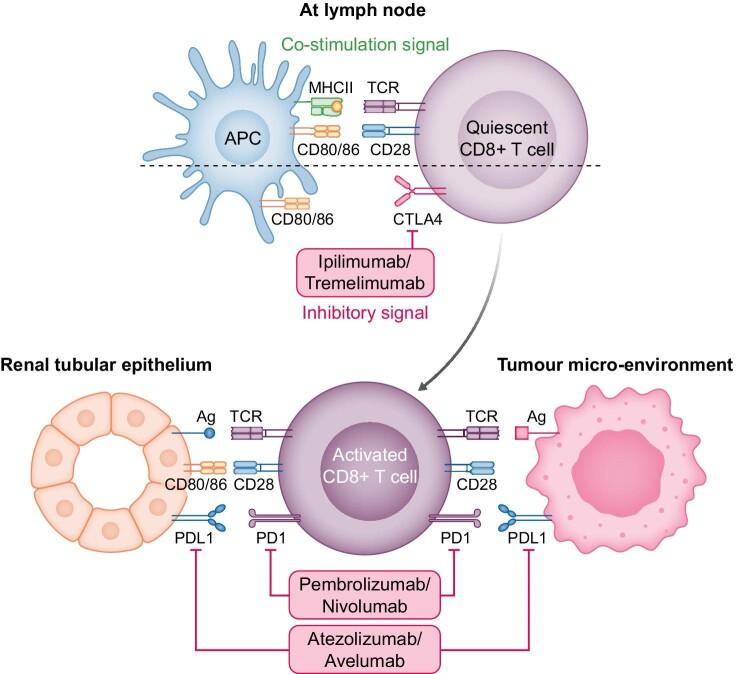 https://cdn.ncbi.nlm.nih.gov/pmc/blobs/43c2/10229281/5141ceab6be0/sfad014fig1.jpg