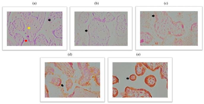 https://cdn.ncbi.nlm.nih.gov/pmc/blobs/43c2/12347127/661497ffd10e/ijms-26-07659-g003.jpg