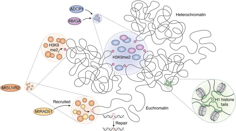 https://cdn.ncbi.nlm.nih.gov/pmc/blobs/43c4/12173016/1317b71efed9/gr2.jpg