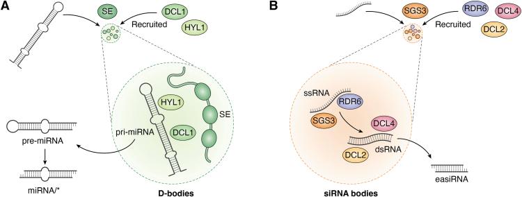 https://cdn.ncbi.nlm.nih.gov/pmc/blobs/43c4/12173016/4a97e15286fc/gr3.jpg