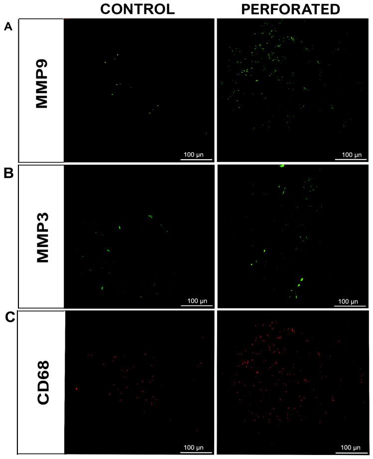 https://cdn.ncbi.nlm.nih.gov/pmc/blobs/43c5/12015778/1628524bbd33/jfmk-10-00107-g006.jpg
