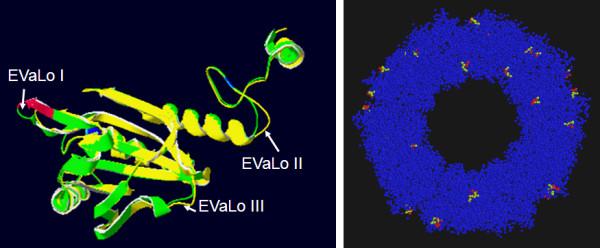 https://cdn.ncbi.nlm.nih.gov/pmc/blobs/43c7/3095285/dcc6943cb7ca/1471-2229-10-133-7.jpg
