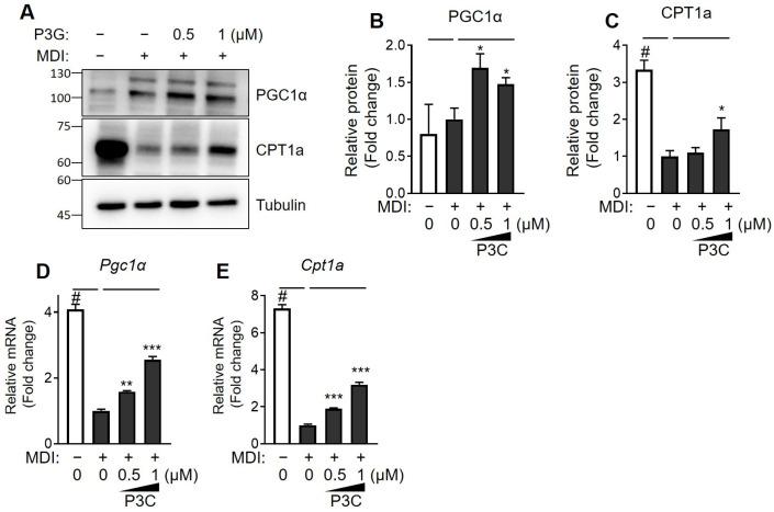 https://cdn.ncbi.nlm.nih.gov/pmc/blobs/43c8/10931814/b51fae6bdabd/ijms-25-02970-g004.jpg