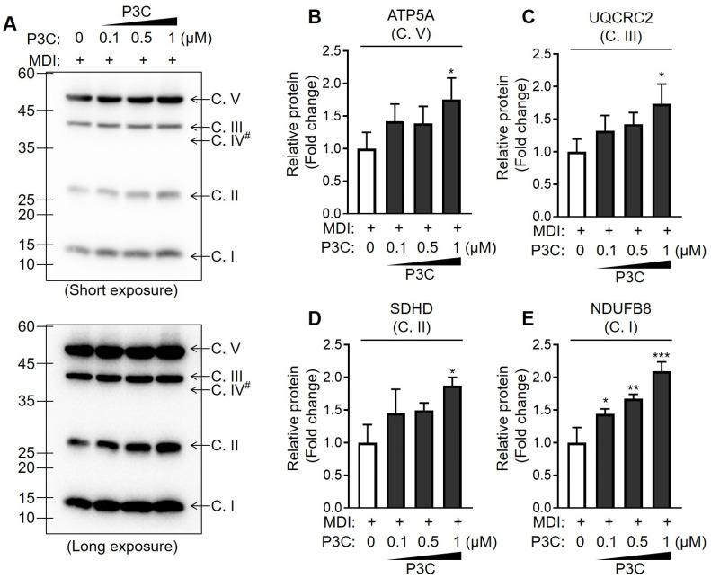 https://cdn.ncbi.nlm.nih.gov/pmc/blobs/43c8/10931814/b97072452f9f/ijms-25-02970-g006.jpg